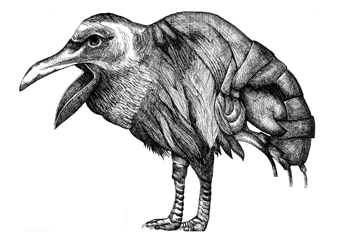 bird-ostrich